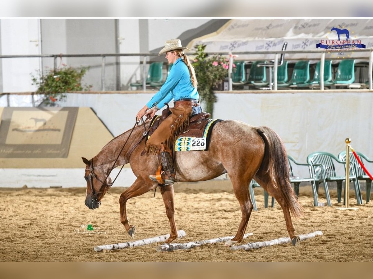 American Quarter Horse Gelding 5 years 16 hh Roan-Red in Sommerein