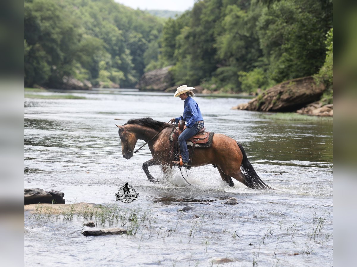 American Quarter Horse Gelding 5 years 16,1 hh Buckskin in Gladstone, NJ