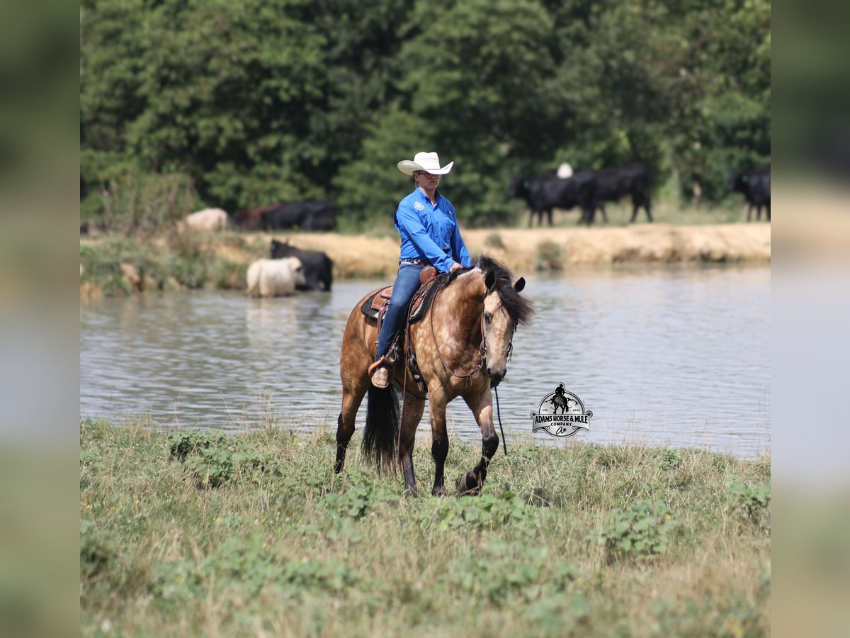 American Quarter Horse Gelding 5 years 16,1 hh Buckskin in Gladstone, NJ