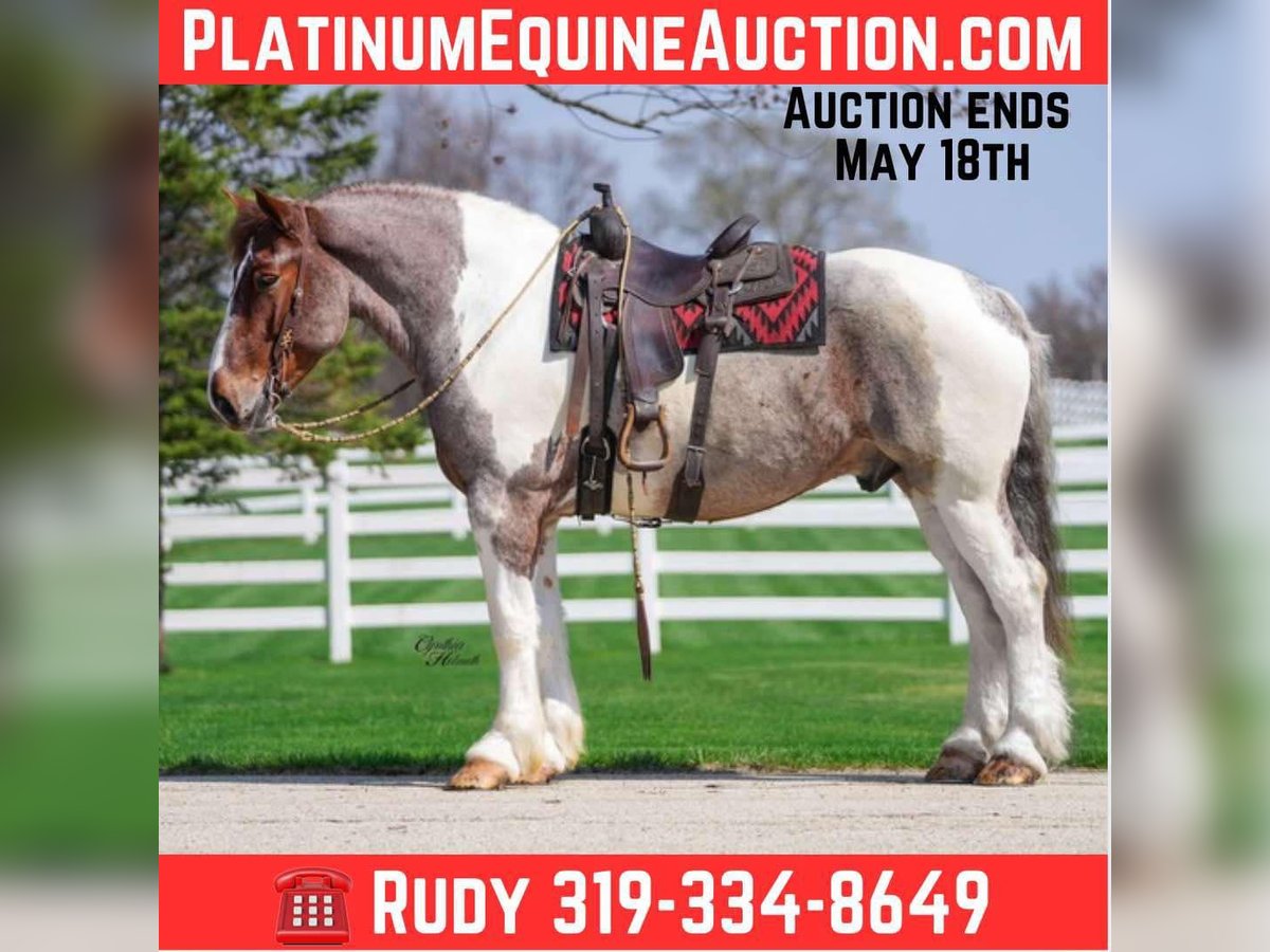 American Quarter Horse Gelding 5 years 16,1 hh Roan-Red in Independence IA