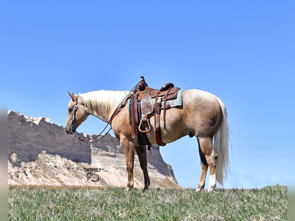 American Quarter Horse Gelding 5 years Buckskin in Bayard, Nebraska