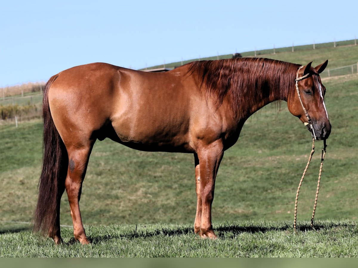 American Quarter Horse Gelding 5 years Red Dun in Millersburg