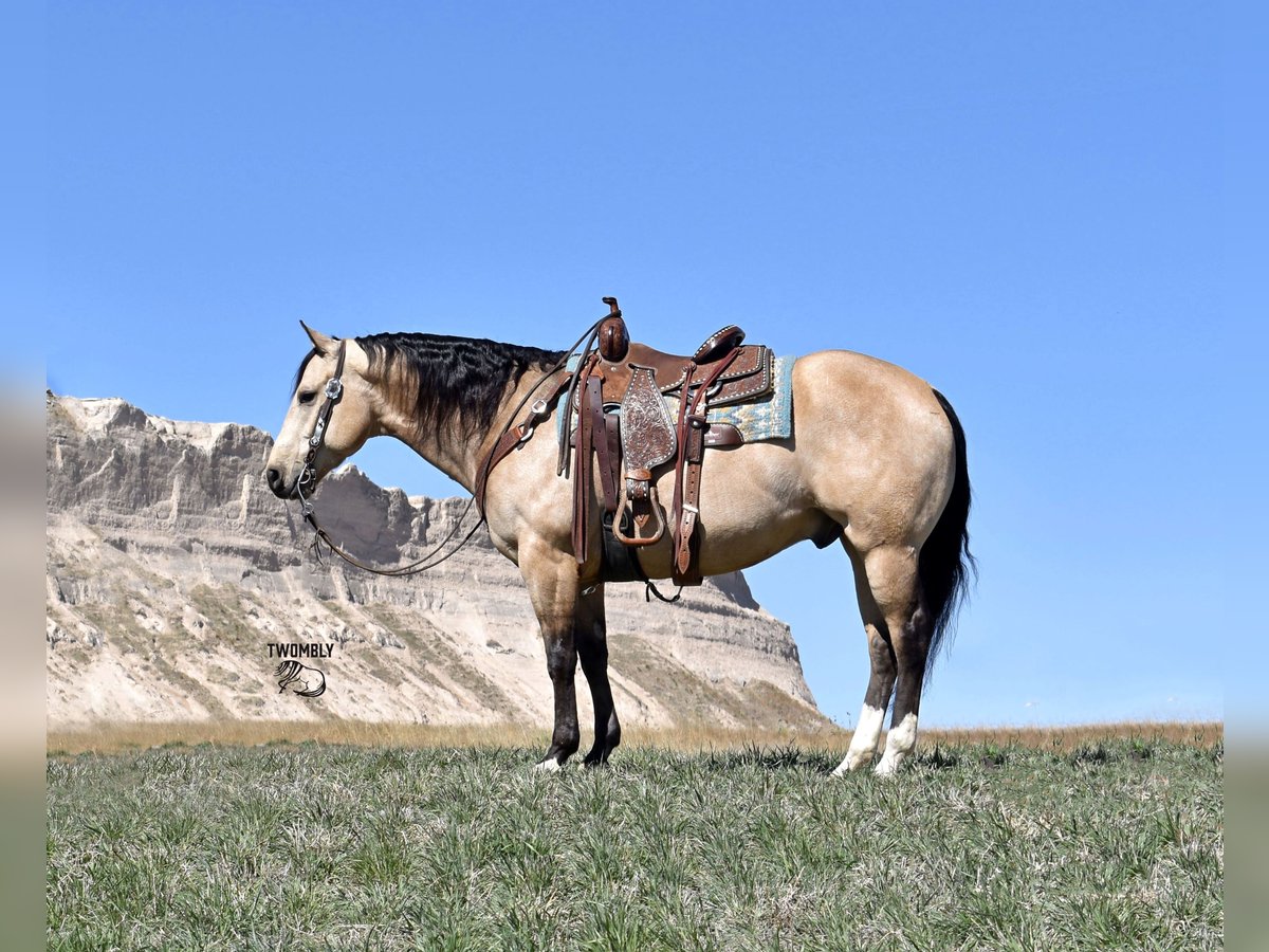 American Quarter Horse Gelding 5 years in Bayard, Nebraska