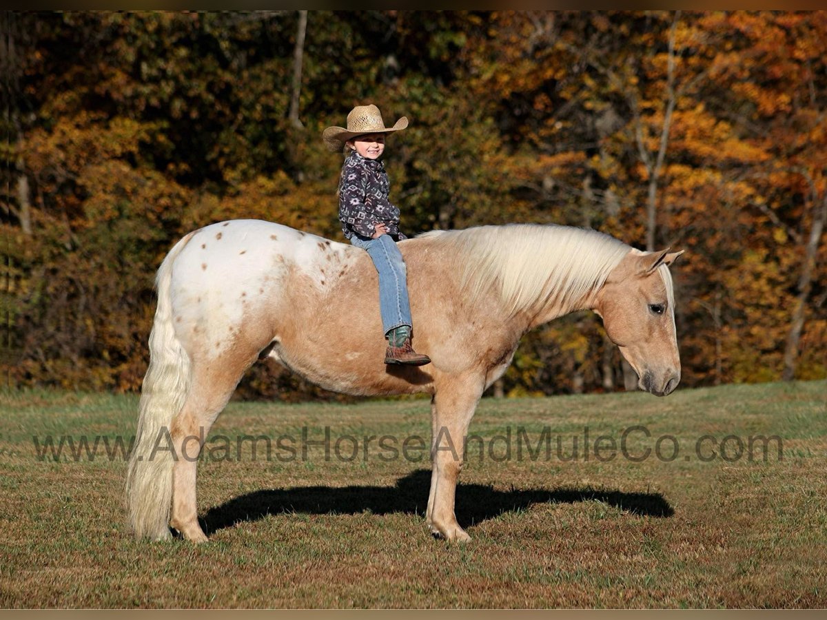 American Quarter Horse Gelding 6 years 13,3 hh Palomino in Mount Vernon