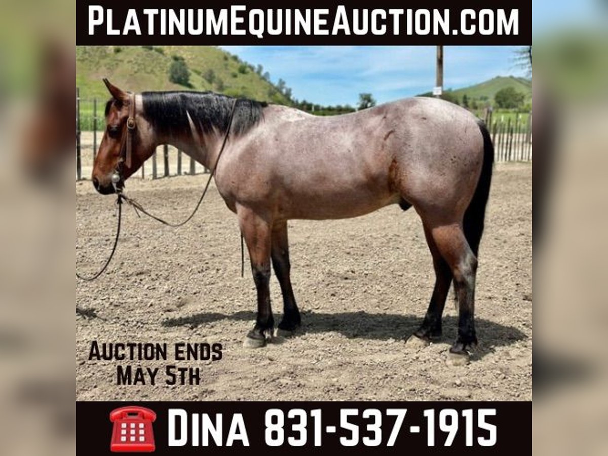 American Quarter Horse Gelding 6 years 13,3 hh Roan-Bay in Paicines CA