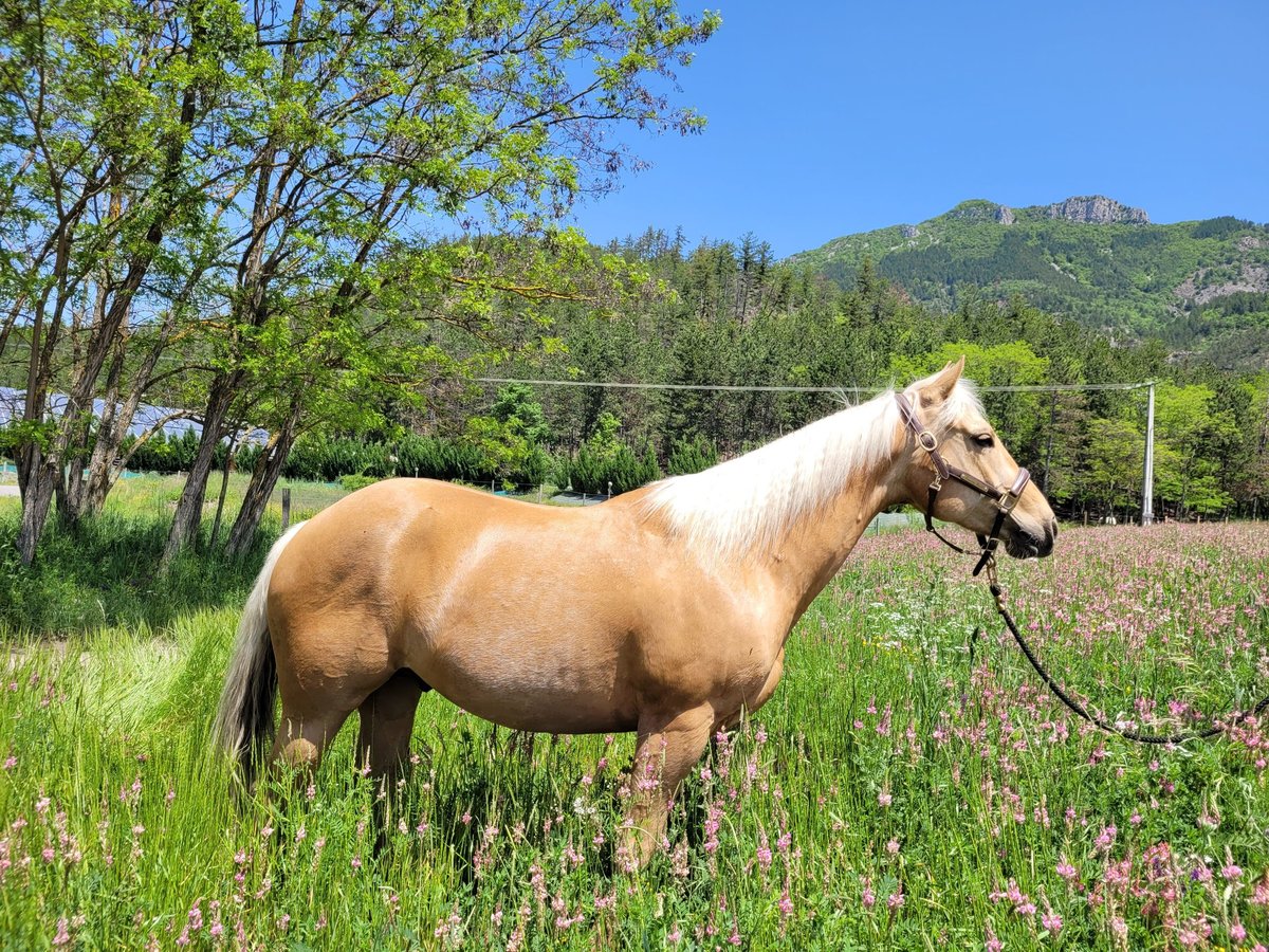 American Quarter Horse Gelding 6 years 14,1 hh Palomino in La Motte du Caire