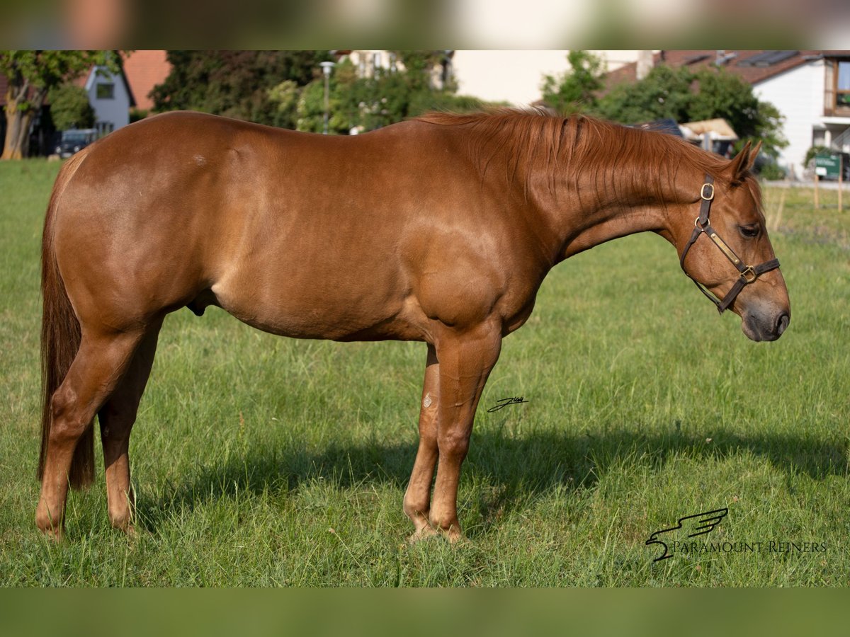 American Quarter Horse Gelding 6 years 14,2 hh Chestnut-Red in Büttelborn