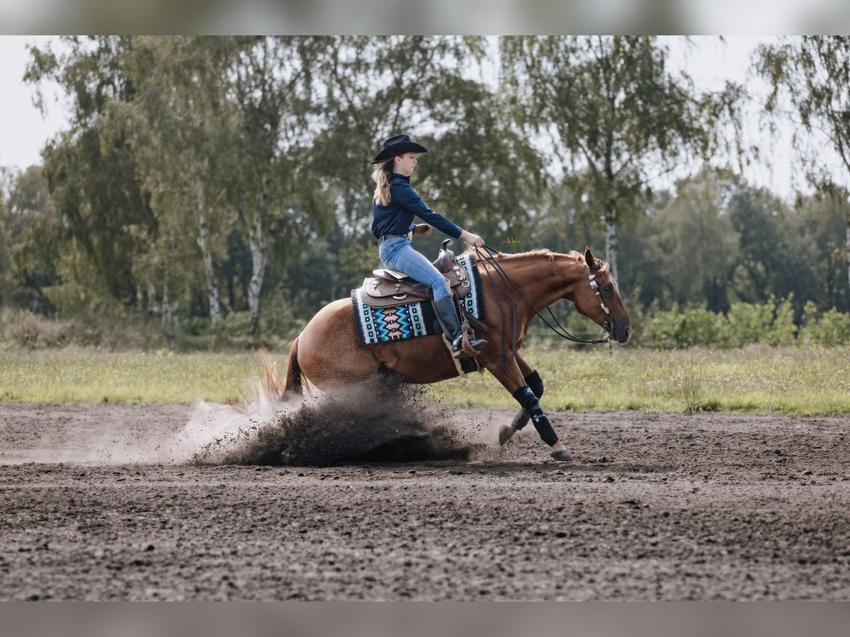 American Quarter Horse Gelding 6 years 14,2 hh Chestnut-Red in Steyerberg Deblinghausen