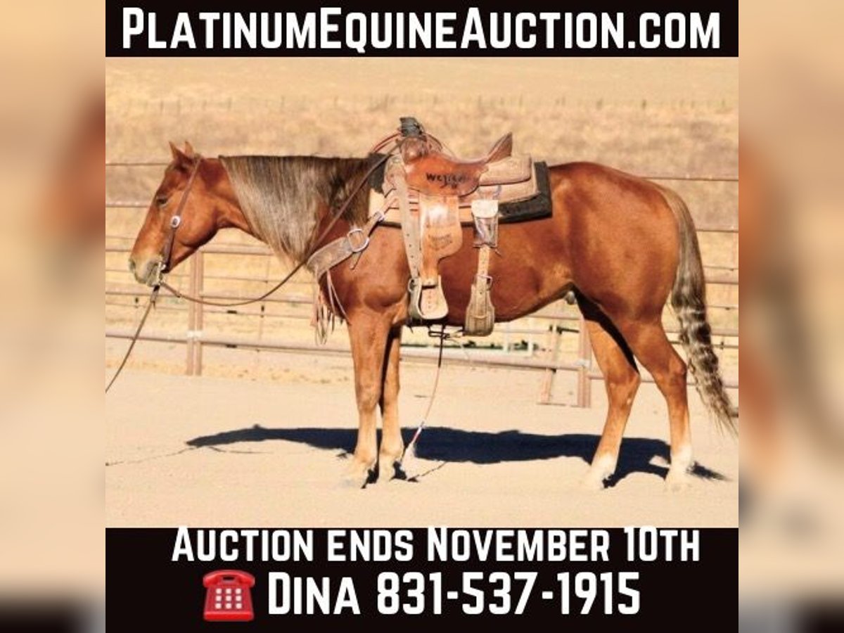 American Quarter Horse Gelding 6 years 14,2 hh Chestnut in Paicines CA