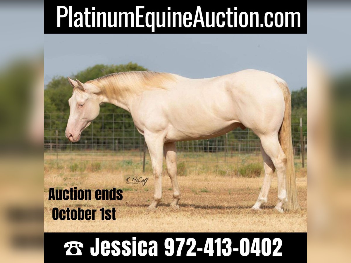 American Quarter Horse Gelding 6 years 14,2 hh Perlino in Ravenna TX