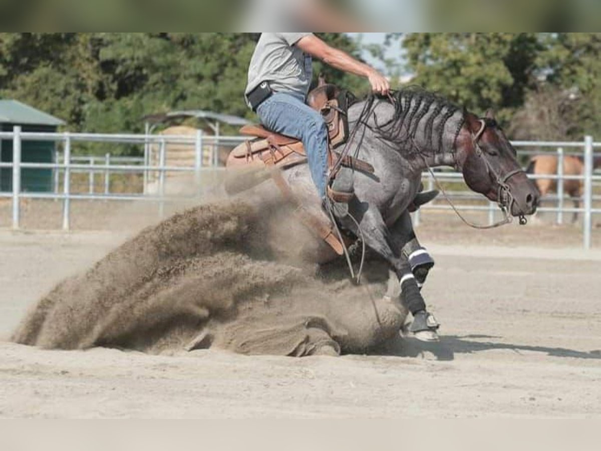 American Quarter Horse Gelding 6 years 14,2 hh Roan-Bay in Nidderau