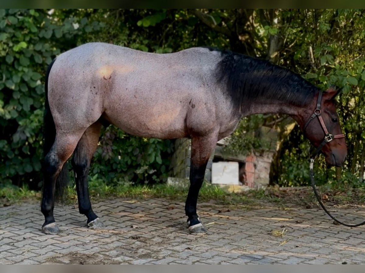 American Quarter Horse Gelding 6 years 14,2 hh Roan-Bay in Nidderau