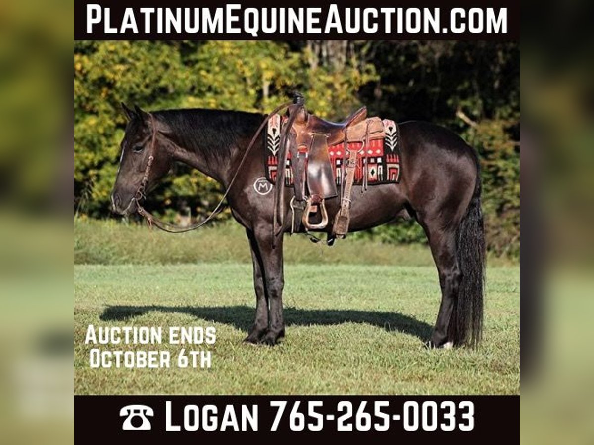 American Quarter Horse Gelding 6 years 14,3 hh Black in Brodhead, KY