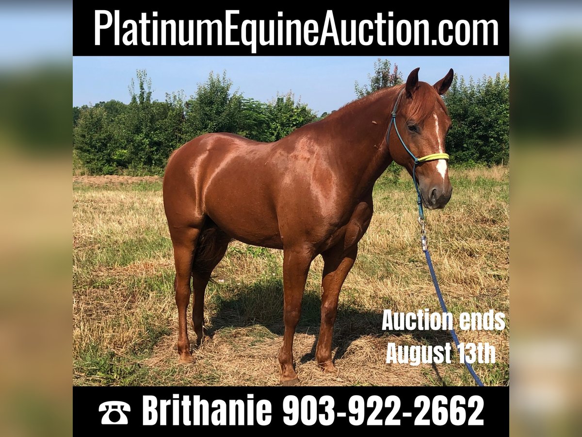 American Quarter Horse Gelding 6 years 14,3 hh Chestnut in Palestine TX