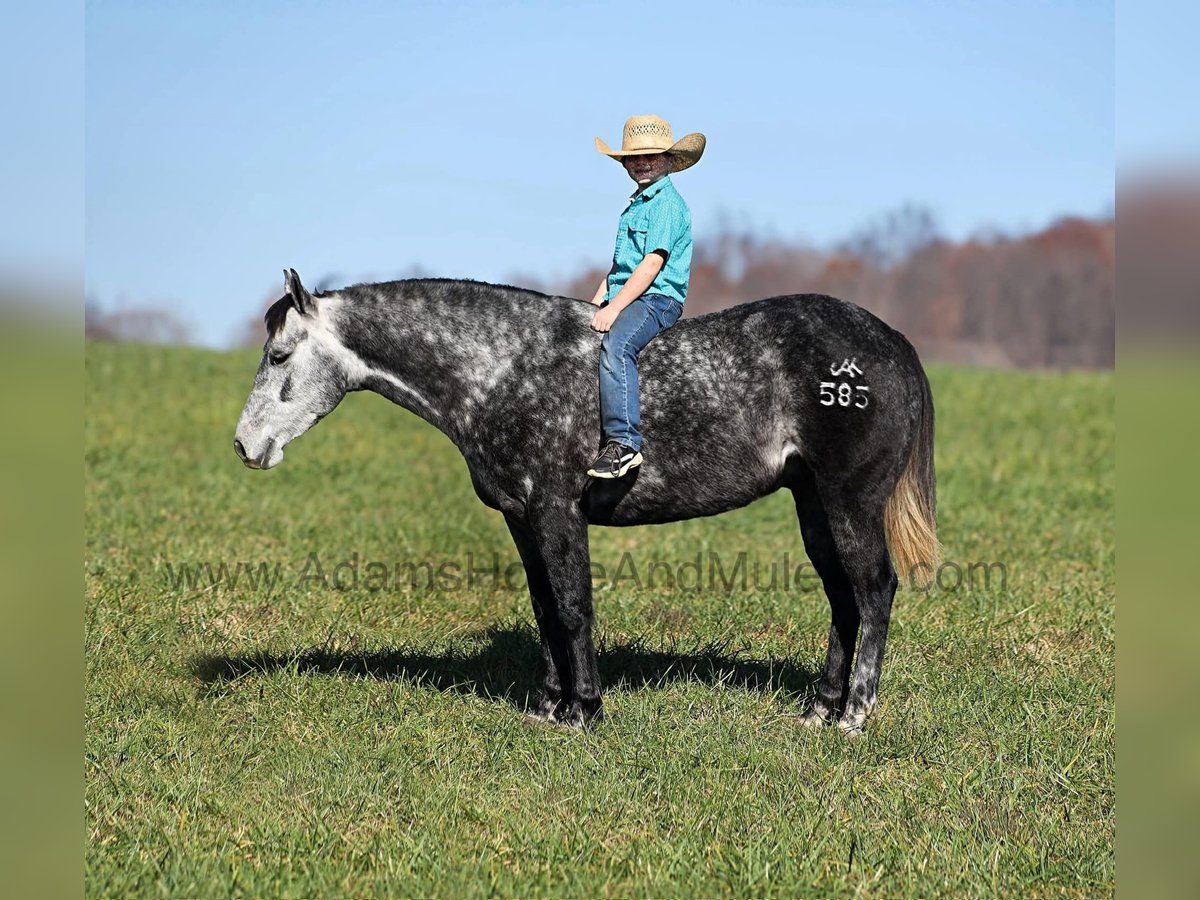 American Quarter Horse Gelding 6 years 14,3 hh Grey-Dapple in Mount Vernon