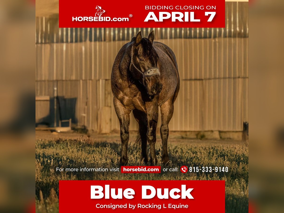 American Quarter Horse Gelding 6 years 14,3 hh Roan-Blue in Joy, IL