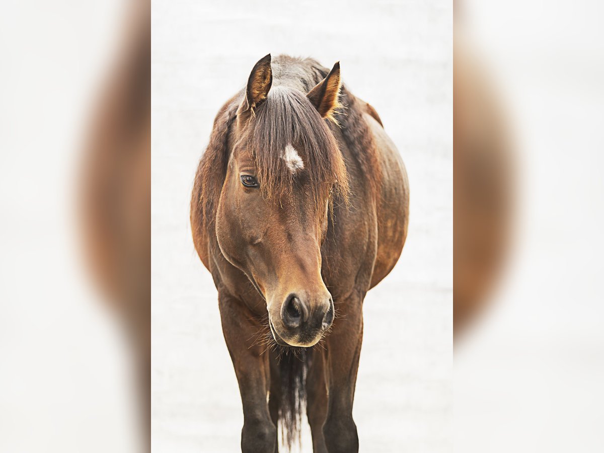 American Quarter Horse Mix Gelding 6 years 14,2 hh Brown in Deisenhausen