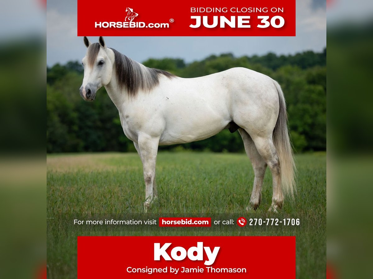 American Quarter Horse Gelding 6 years 14,2 hh Gray in Auburn, KY