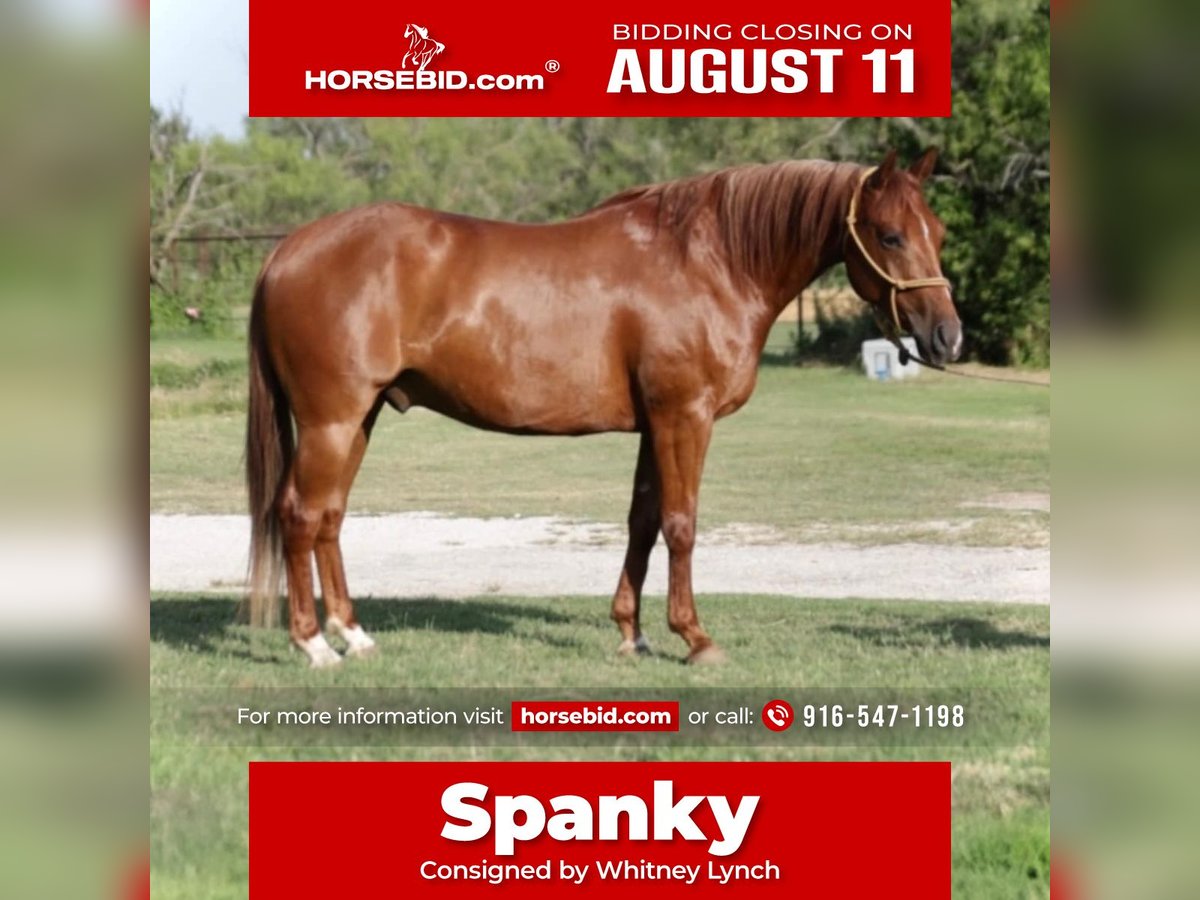 American Quarter Horse Gelding 6 years 14,2 hh Sorrel in Graham, TX
