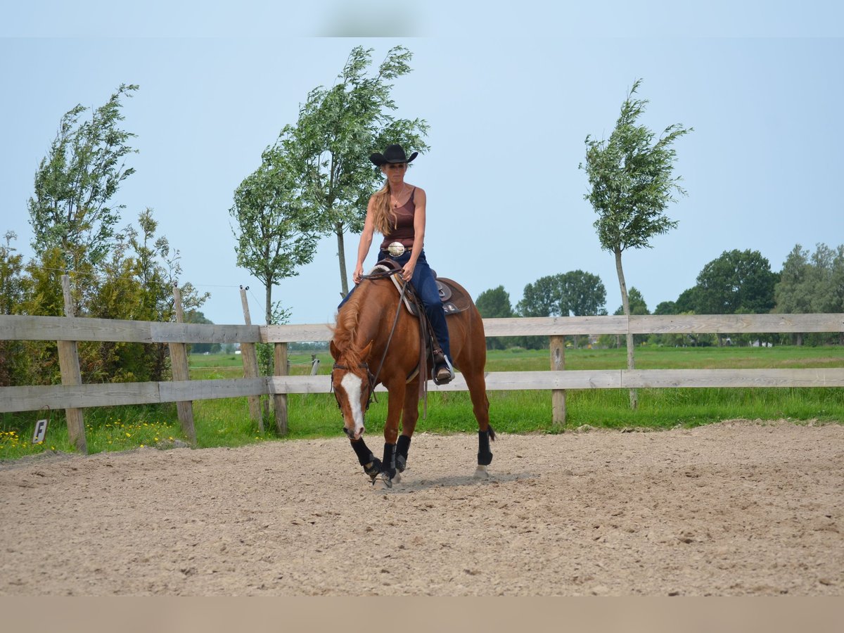 American Quarter Horse Gelding 6 years 14,2 hh Sorrel in Sneek American Quarter Horse Gelding 6 years 14,2 hh Sorrel in Sneek