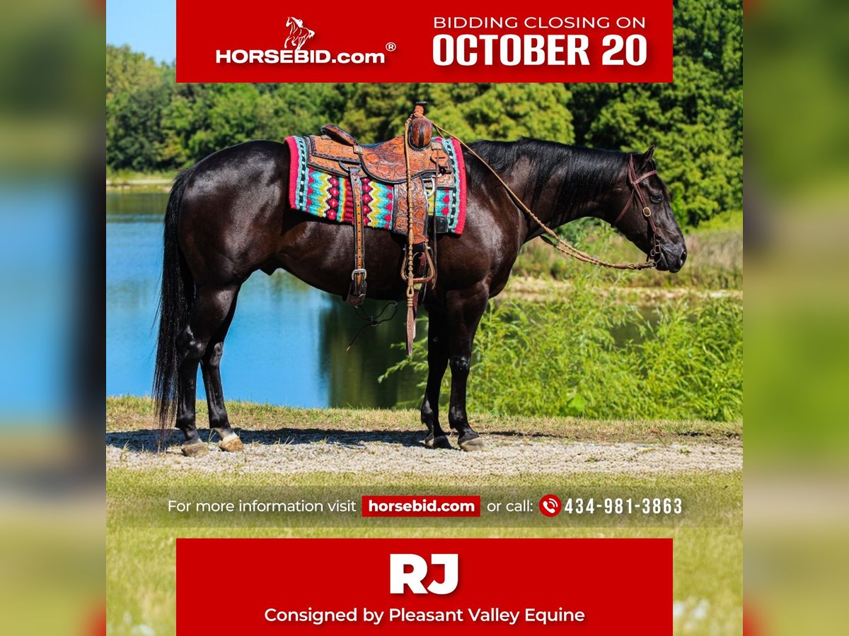 American Quarter Horse Gelding 6 years 14,3 hh Black in Robards