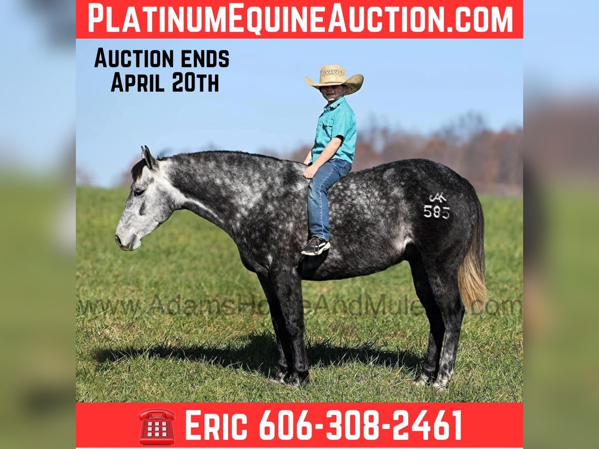 American Quarter Horse Gelding 6 years 14,3 hh Grey in Mount Vernon KY