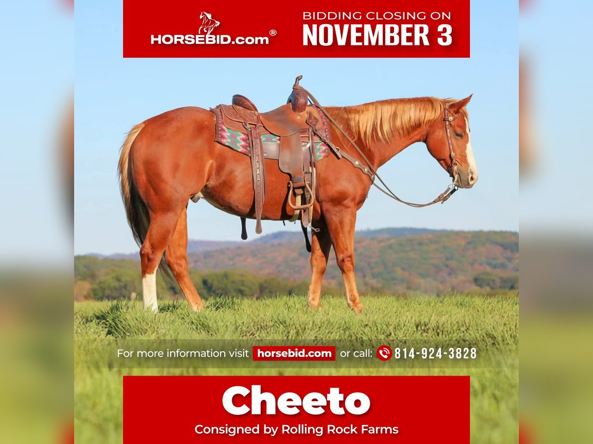 American Quarter Horse Gelding 6 years 14,3 hh Sorrel in Clarion