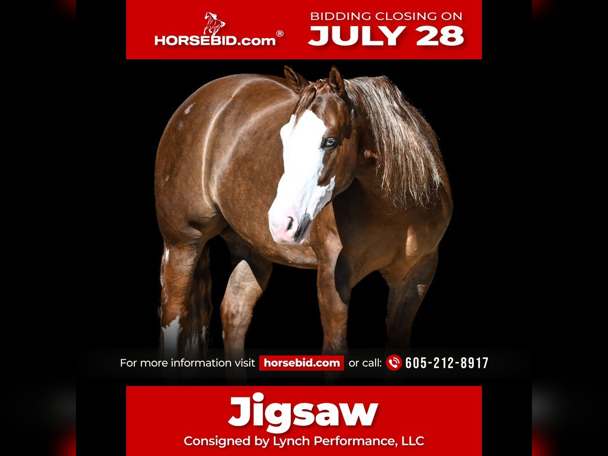 American Quarter Horse Mix Gelding 6 years 14,3 hh Sorrel in Canistota, SD