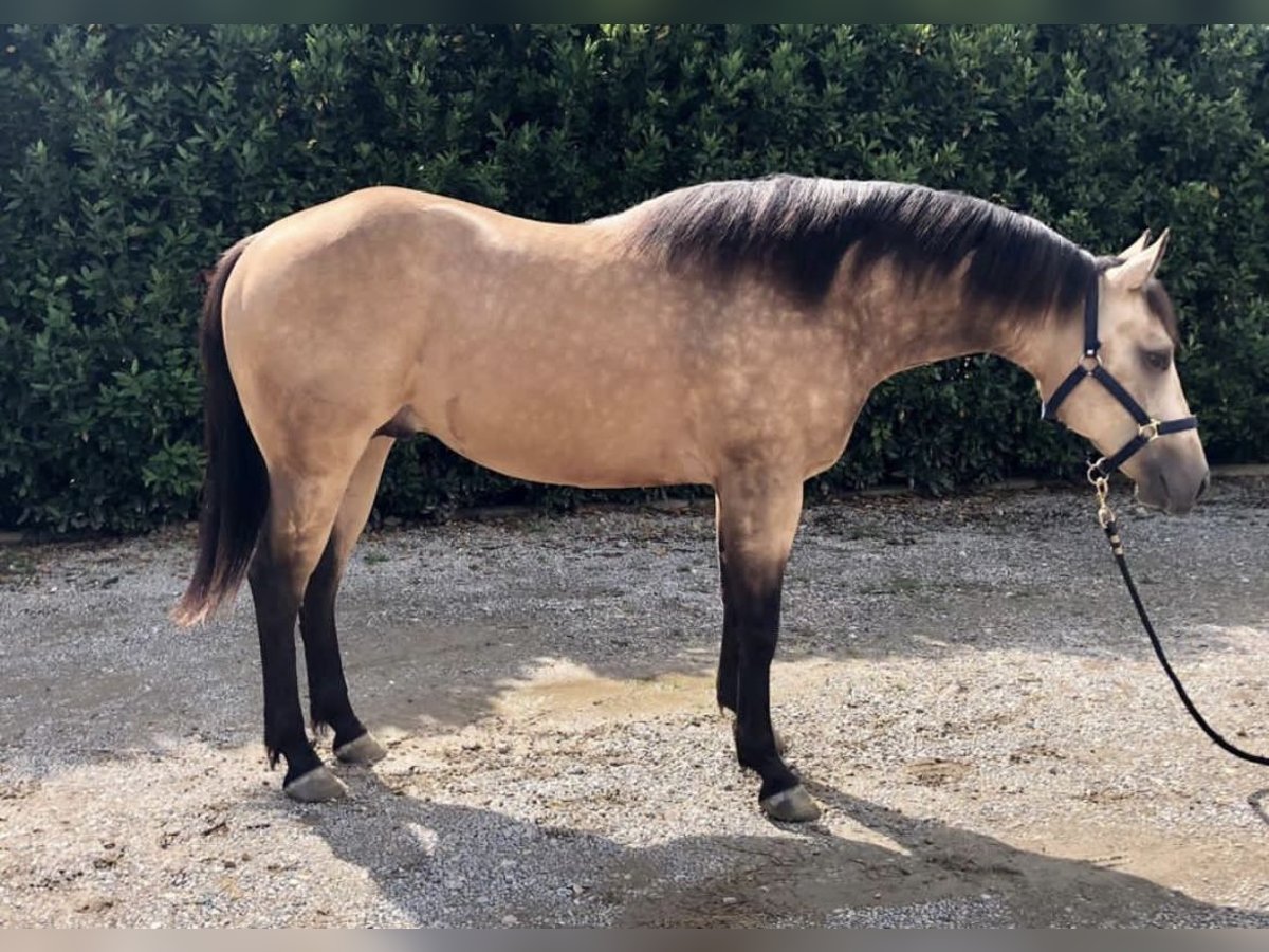 American Quarter Horse Gelding 6 years 15,1 hh Buckskin in Freystadt