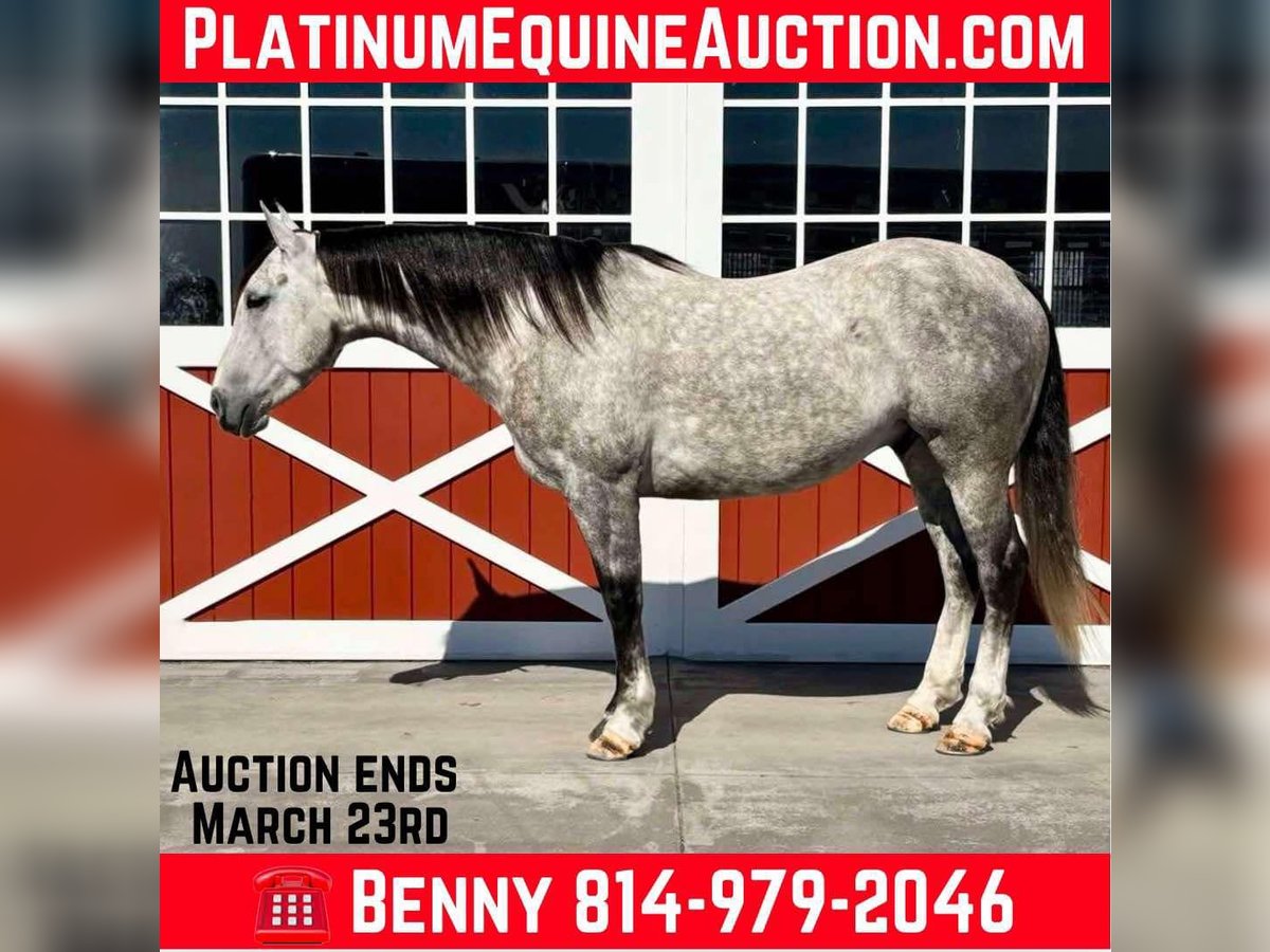 American Quarter Horse Gelding 6 years 15,1 hh Grey-Dapple in Everett PA