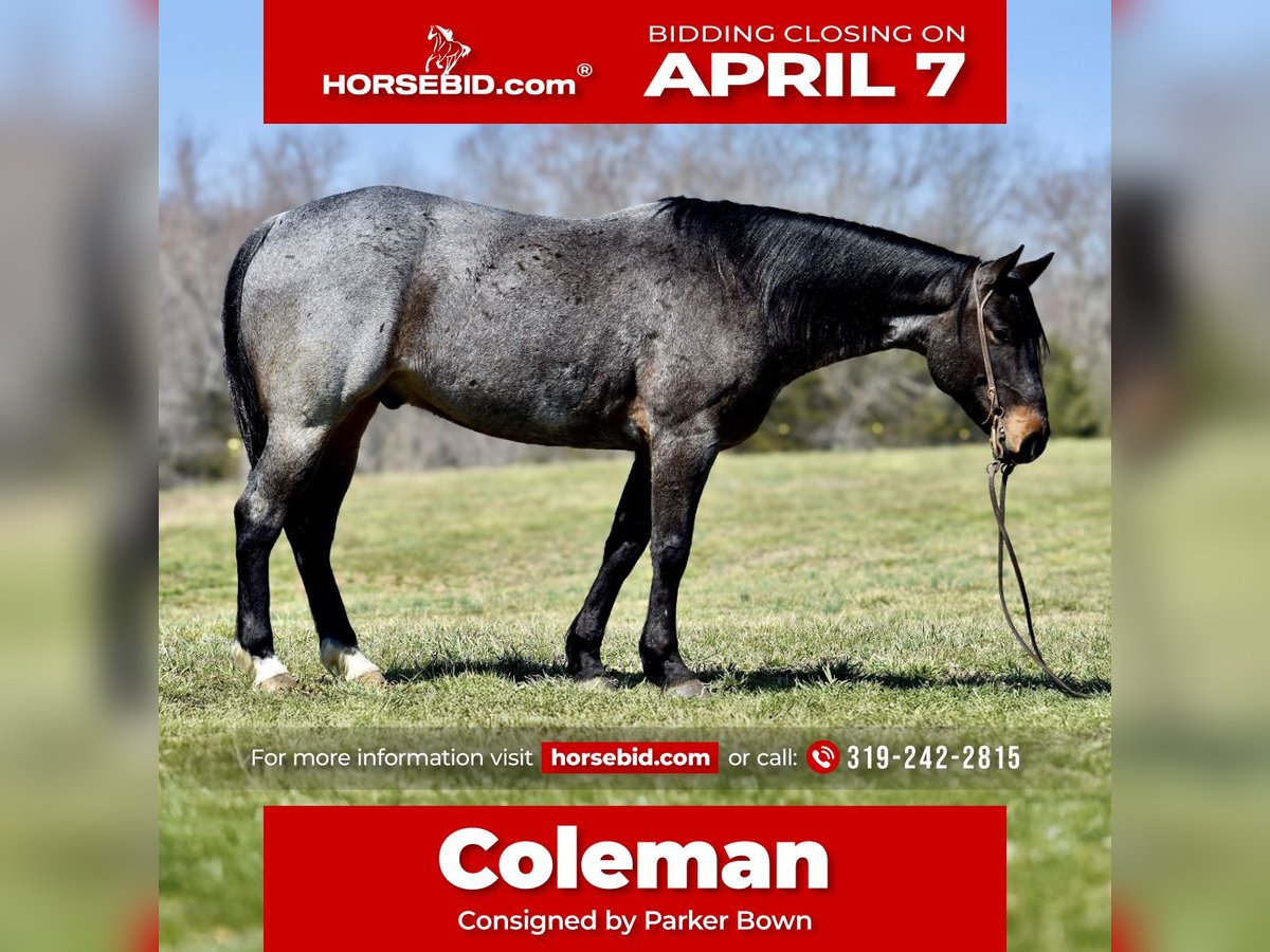 American Quarter Horse Gelding 6 years 15,1 hh Roan-Bay in Somerset, KY