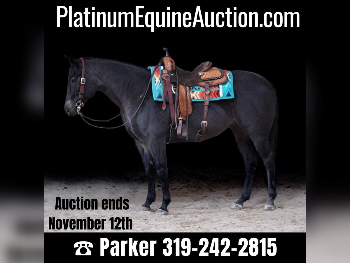 American Quarter Horse Gelding 6 years 15,1 hh Roan-Blue in Somerset, KY