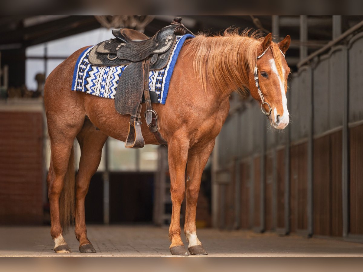 American Quarter Horse Gelding 6 years 15,1 hh Roan-Red in Steyerberg