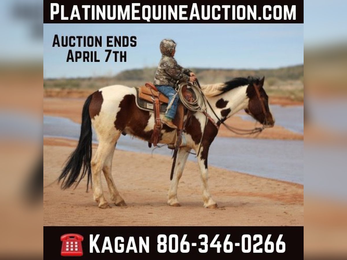 American Quarter Horse Gelding 6 years 15,1 hh Tobiano-all-colors in Vernon TX