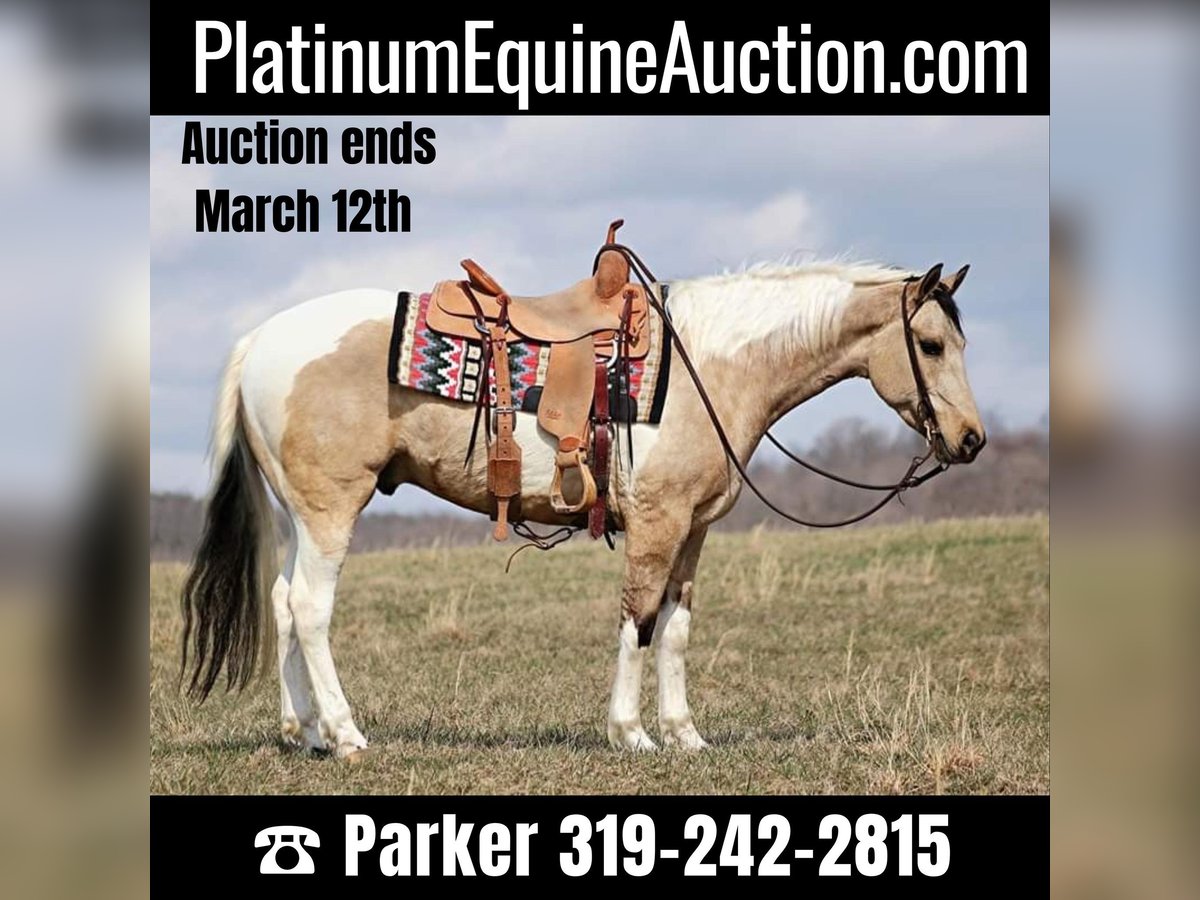 American Quarter Horse Gelding 6 years 15,1 hh in Brodhead KY