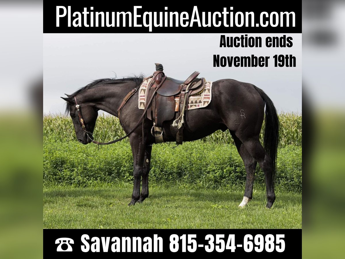 American Quarter Horse Gelding 6 years 15,2 hh Black in Woodstock IL