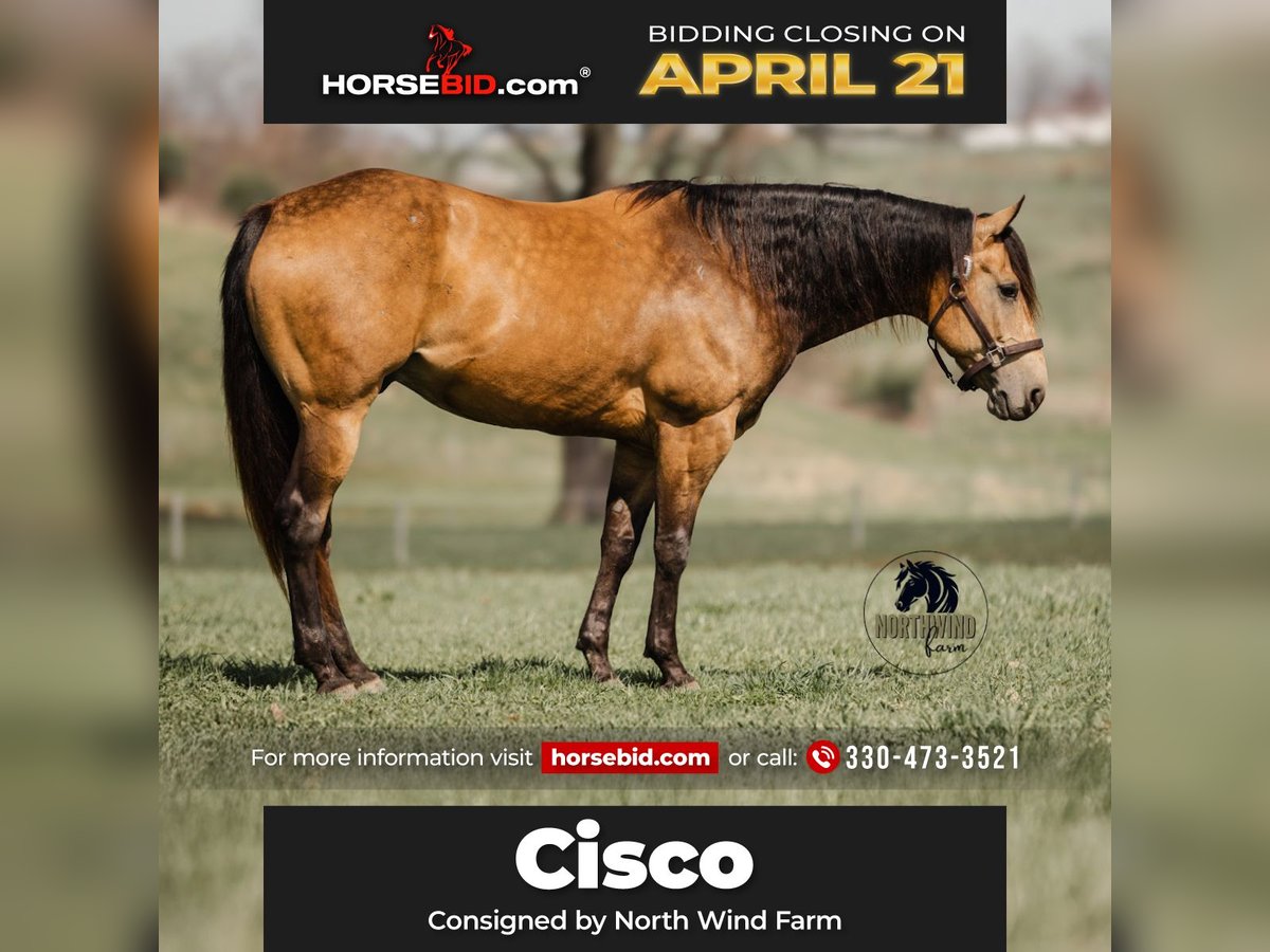 American Quarter Horse Gelding 6 years 15,2 hh Buckskin in Fredericksburg, OH