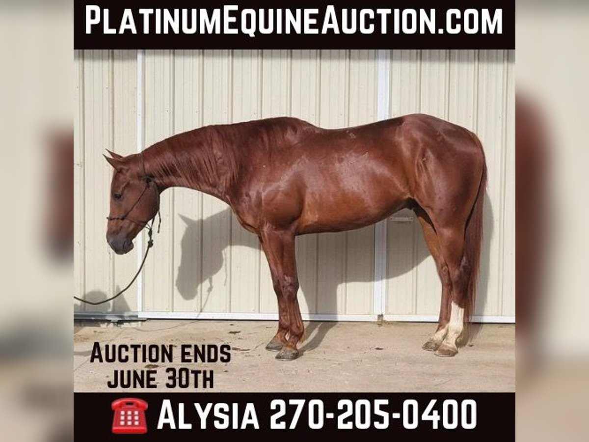 American Quarter Horse Gelding 6 years 15,2 hh Chestnut-Red in BENTON, KY