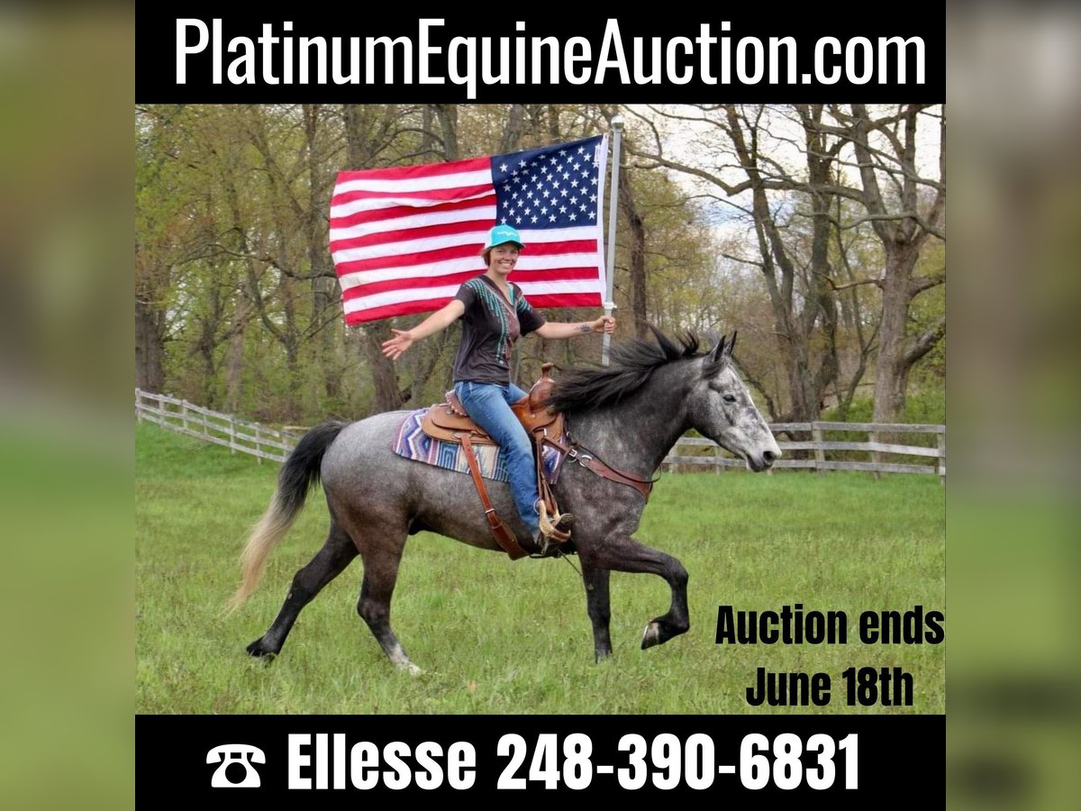 American Quarter Horse Gelding 6 years 15,2 hh Gray in Highland MI