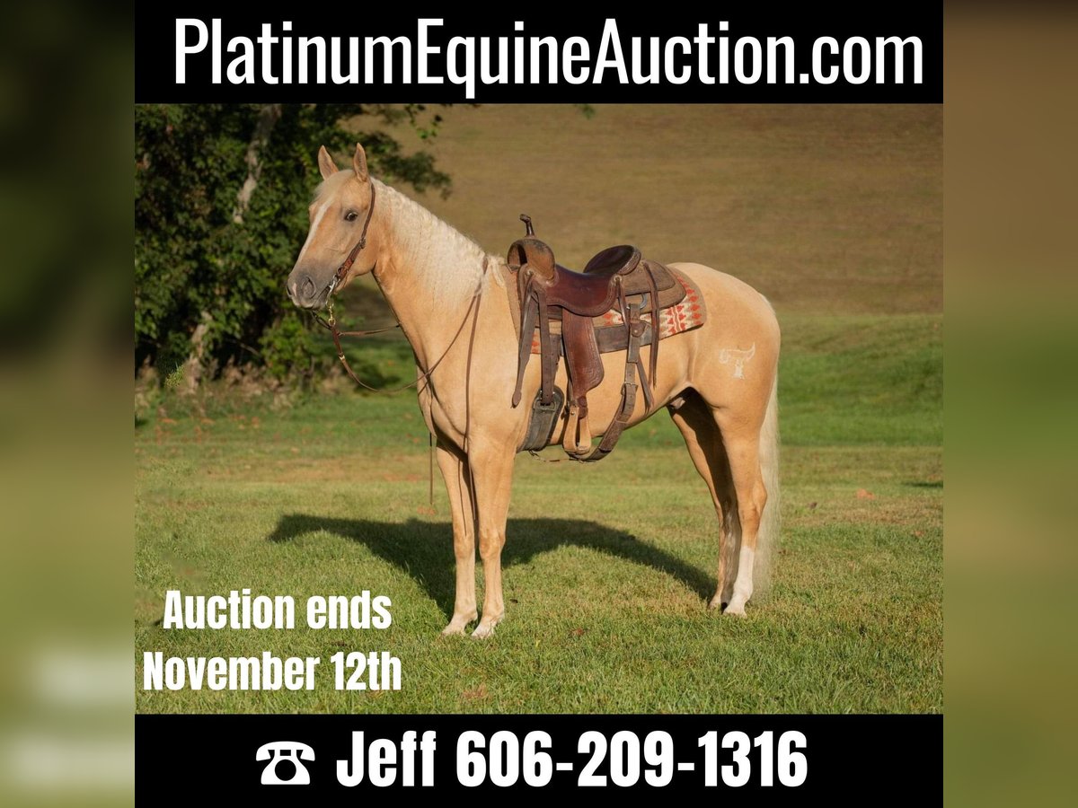 American Quarter Horse Gelding 6 years 15,2 hh Palomino in Middletown OH