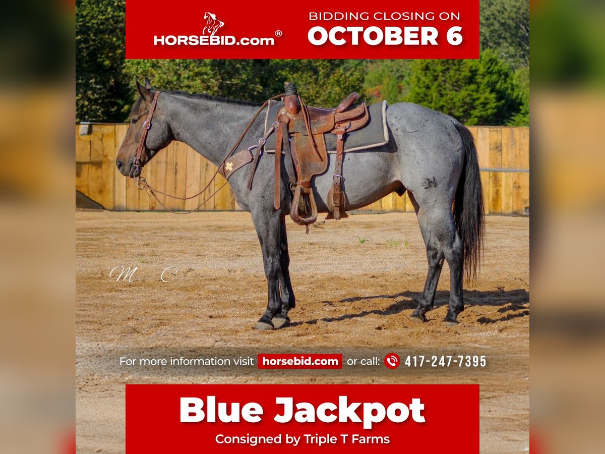 American Quarter Horse Gelding 6 years 15,3 hh Roan-Blue in Summersville