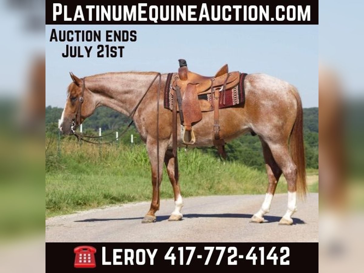 American Quarter Horse Gelding 6 years 15,3 hh Roan-Red in PUrdy MO