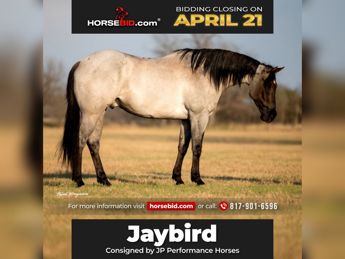 American Quarter Horse Gelding 6 years 15,3 hh in Weatherford, TX