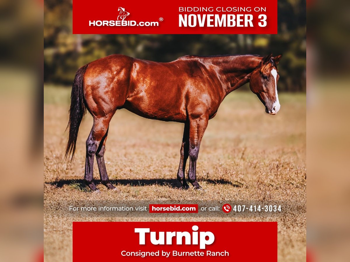 American Quarter Horse Gelding 6 years 15 hh Bay in Charlotte American Quarter Horse Gelding 6 years 15 hh Bay in Charlotte