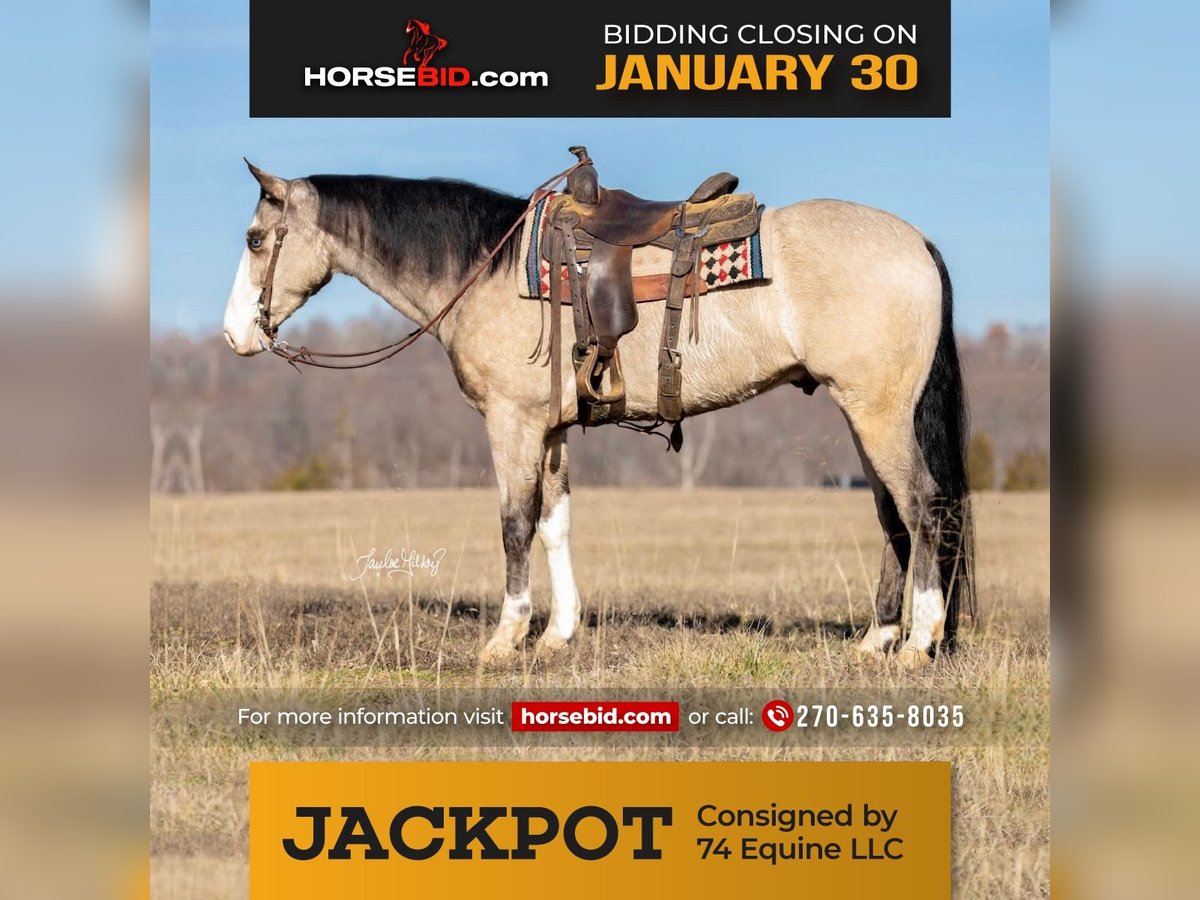 American Quarter Horse Gelding 6 years 15 hh Buckskin in Madisonville, KY
