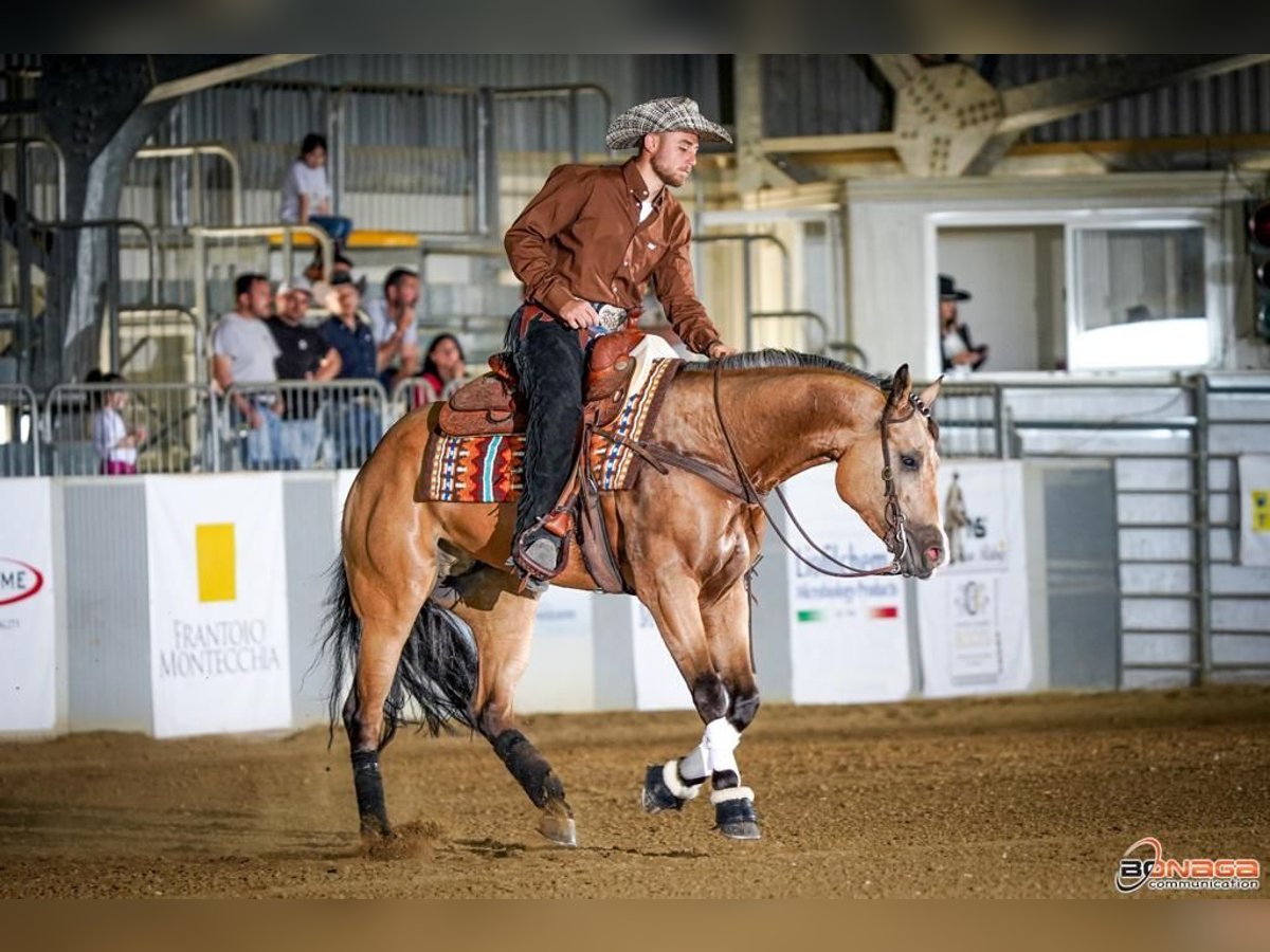 American Quarter Horse Gelding 6 years 15 hh Buckskin in Hard