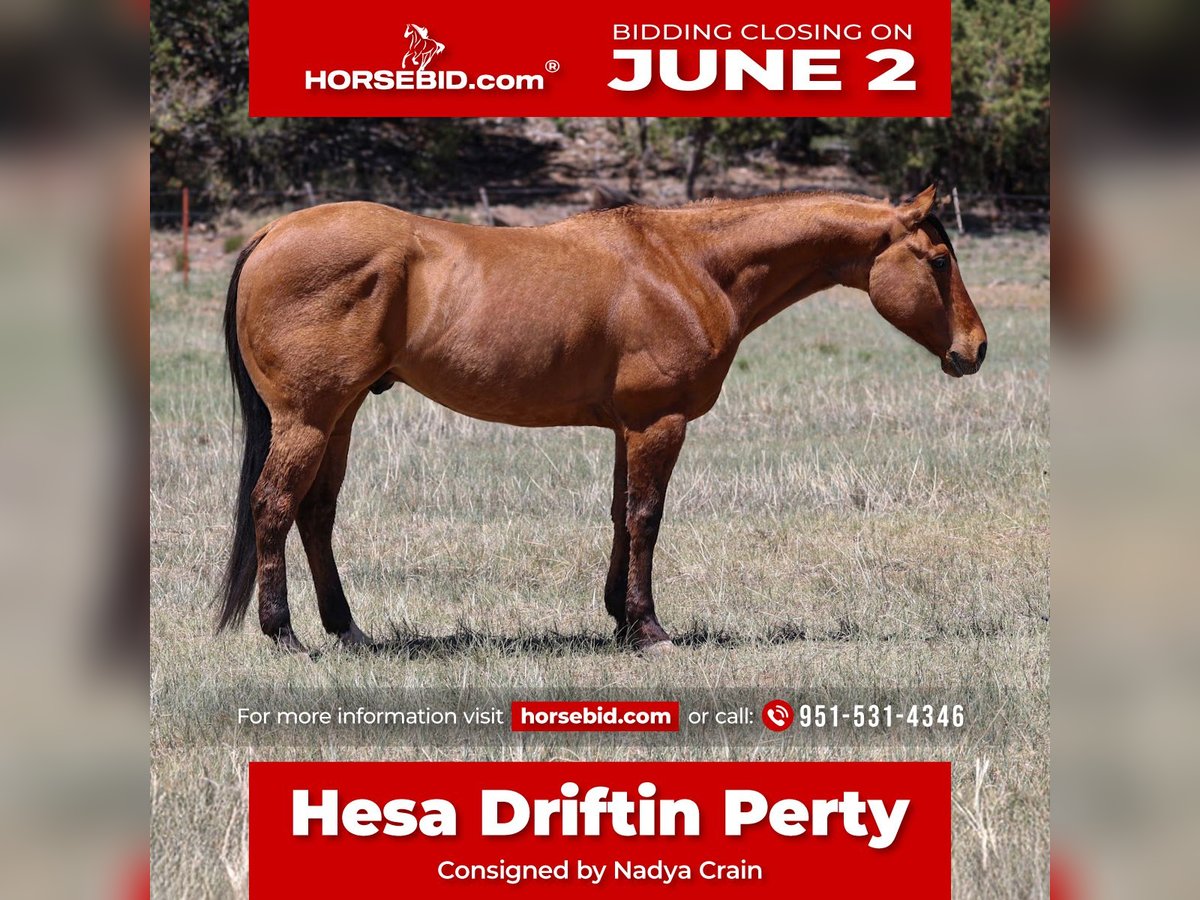 American Quarter Horse Gelding 6 years 15 hh Dun in Camp Verde, AZ