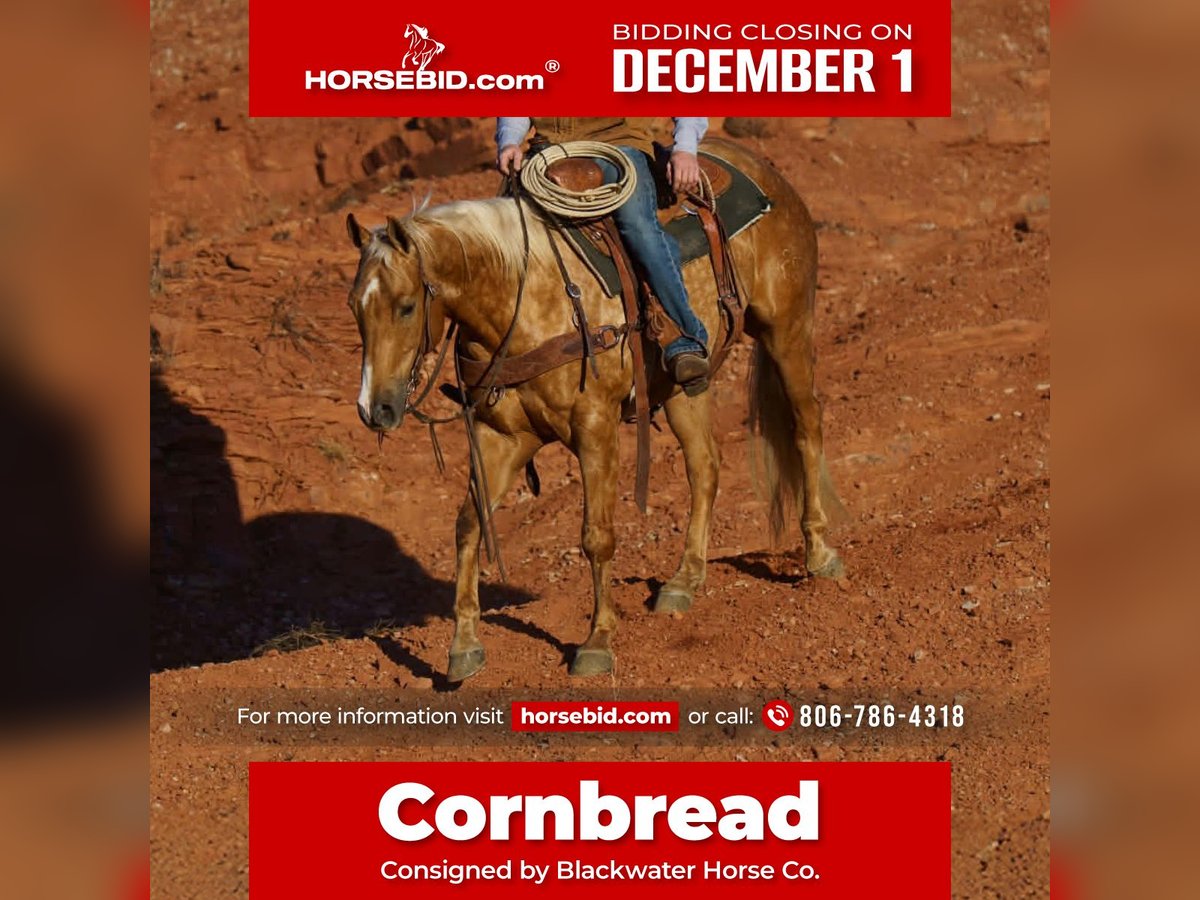 American Quarter Horse Gelding 6 years 15 hh Palomino in Canyon