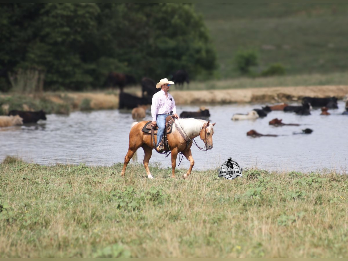 American Quarter Horse Gelding 6 years 15 hh Palomino in Gladstone, NJ