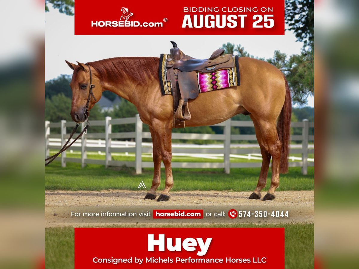 American Quarter Horse Gelding 6 years 15 hh Red Dun in River Falls, WI